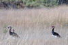 Spur-winged Goose (Plectropterus gambensis) - Botswana