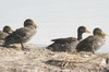 Canard  bec jaune (Anas undulata) - Botswana