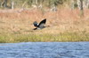 Ouette d'Egypte (Alopochen aegyptiaca) - Botswana