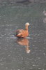 Tadorne casarca (Tadorna ferruginea) - Inde