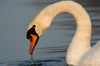 Mute Swan (Cygnus olor) - France