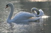 Cygne tubercul (Cygnus olor) - France