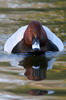 Common Pochard (Aythya ferina) - France