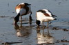 Common Shelduck (Tadorna tadorna) - France