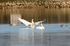 Bewick's Swan (Cygnus columbianus) - France