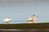 Bewick's Swan (Cygnus columbianus) - France