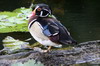 Wood Duck (Aix sponsa) - Cuba