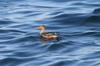 Red-breasted Merganser (Mergus serrator) - Cuba