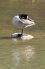 Canada Goose (Branta canadensis) - France