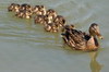 Mallard (Anas platyrhynchos) - France