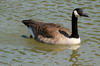 Canada Goose (Branta canadensis) - France