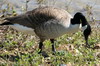 Canada Goose (Branta canadensis) - France