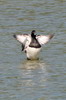 Tufted Duck (Aythya fuligula) - France