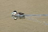 Puna Teal (Spatula puna) - Peru