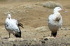 Andean Goose (Chloephaga melanoptera) - Peru