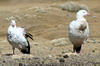 Ouette des Andes (Chloephaga melanoptera) - Prou