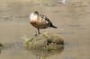 Crested Duck (Lophonetta specularioides) - Peru