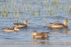 Canard  queue pointue (Anas georgica) - Prou