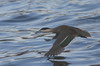 Puna Teal (Spatula puna) - Peru