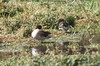 Yellow-billed Teal (Anas flavirostris) - Peru