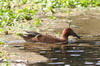 Cinnamon Teal (Spatula cyanoptera) - Peru