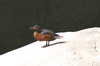 Torrent Duck (Merganetta armata) - Peru