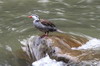 Torrent Duck (Merganetta armata) - Peru