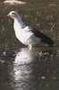 Andean Goose (Chloephaga melanoptera) - Peru