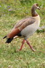 Egyptian Goose (Alopochen aegyptiaca) - Ethiopia