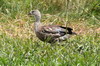 Ouette  ailes bleues (Cyanochen cyanoptera) - Ethiopie