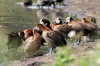 Dendrocygne veuf (Dendrocygna viduata) - Ethiopie