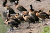 Dendrocygne veuf (Dendrocygna viduata) - Ethiopie