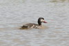 Canard  bec rouge (Anas erythrorhyncha) - Ethiopie