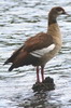 Egyptian Goose (Alopochen aegyptiaca) - Ethiopia
