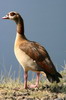 Egyptian Goose (Alopochen aegyptiaca) - Ethiopia