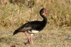 Spur-winged Goose (Plectropterus gambensis) - Ethiopia