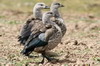 Blue-winged Goose (Cyanochen cyanoptera) - Ethiopia