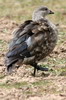 Blue-winged Goose (Cyanochen cyanoptera) - Ethiopia