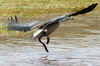 Blue-winged Goose (Cyanochen cyanoptera) - Ethiopia