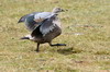 Blue-winged Goose (Cyanochen cyanoptera) - Ethiopia