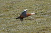 Tadorne casarca (Tadorna ferruginea) - Ethiopie