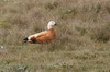 Tadorne casarca (Tadorna ferruginea) - Ethiopie