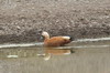 Tadorne casarca (Tadorna ferruginea) - Ethiopie