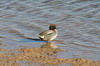 Common Teal (Anas crecca) - France