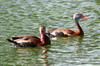 Dendrocygne  ventre noir (Dendrocygna autumnalis) - Mexique