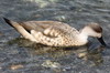 Crested Duck (Lophonetta specularioides) - Argentina