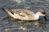 Canard hupp (Lophonetta specularioides) - Argentine