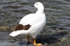 Kelp Goose (Chloephaga hybrida) - Argentina