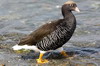 Kelp Goose (Chloephaga hybrida) - Argentina