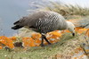 Ouette de Magellan (Chloephaga picta) - Argentine